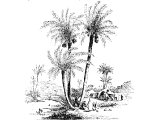 Palm tree